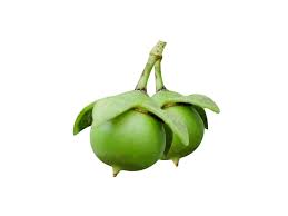 Image result for Sonneratiaceae