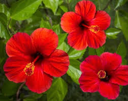 Image result for Hibiscus mechowii
