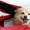 Story image for pet news articles from Bloomberg