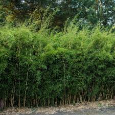 Maybe you would like to learn more about one of these? Clumping Bamboos Bamboo Valley