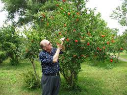Check spelling or type a new query. Pomegranate 10 Self Pollinating Tree Zone 7 9 Juicy Deep Red Fruit Keeps For Weeks Without Refrigeration Edible Landscaping Easy Garden Fruit Trees