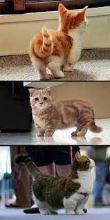 Click The Photo For More Adorable And Cute Cat Videos And Photos Cutecats Cats Kittens Catvideos Munchkin Cat Cute Animals Dwarf Cat