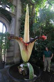 We did not find results for: 23 Largest Flower Of The World Ideas Large Flowers Corpse Flower Rare Flowers