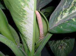 Image result for dieffenbachia flower