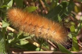 In southern regions of florida the oleander caterpillar can cause considerable defoliation. Yellow Bear Caterpillar Photos North American Insects Spiders
