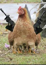 You Guys Should Seriously Stop Killing Chickens Csgo