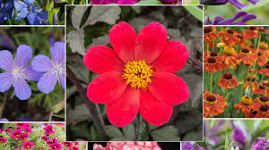 We did not find results for: 20 Super Easy Plants That Will Add Instant Colour To Your Garden