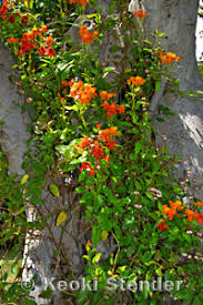 Image result for Pseudogynoxys