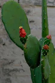 Image result for Cactaceae