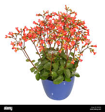 Image result for Kalanchoe manginii