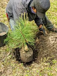 Check spelling or type a new query. Planting Pine Trees And Littleleaf Lindens The Martha Stewart Blog