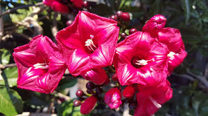 Image result for Ipomoea horsfalliae