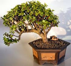 See more ideas about jade plants, jade plant bonsai, bonsai. How To Revive A Jade Bonsai With Leaves Falling Off Basic Bonsai Tree Care