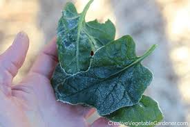 Maybe you would like to learn more about one of these? Creative Vegetable Gardener Warning These Vegetables Will Not Survive A Frost Creative Vegetable Gardener