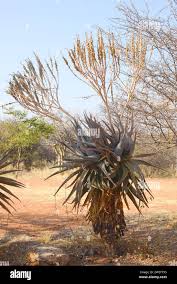 Image result for Aloe littoralis
