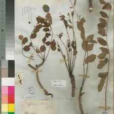 Image result for Stomatostemma monteiroae