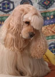 American Cocker Spaniel Information And Pictures American Cocker Spaniel Cocker Spaniel Dog Spaniel Dog