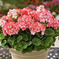 Divas Petticoat Geranium Annual Flower Seeds Annual Divas Flower Geranium Petticoat Seeds Annual Flowers Geranium Flower Geraniums