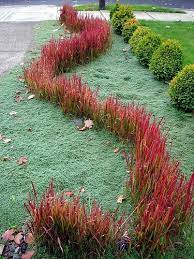 Japanese Bloodgrass Imperata Cylindrica Red Baron Rock Garden Landscaping Plants Landscaping Shrubs