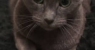 Pin By Stephanie Hazard On Animales Y Mascotas Cats And Kittens Russian Blue Russian Blue Cat