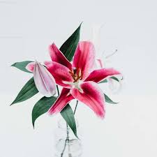 Flower Wallpapers Free Hd Download 500 Hq Unsplash In 2020 Lily Flower Flower Seeds Flower Wallpaper