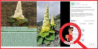 Roy mathew, a former editor at. The Plant In The Image Is Sikkim Rhubarb It Blooms Every Year In The Himalayas Factly