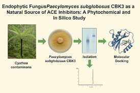 Image result for Pleiocarpa bicarpellata