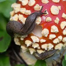 Image result for Rangaeris muscicola