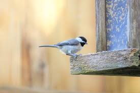 How frequently can you expect them to be seen in the backyards of virginia? Common Backyard Birds In Virginia Lists Photos Id What Birds Are In My Backyard