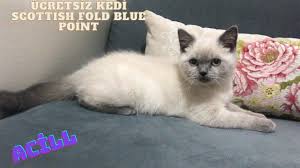Ucretsiz Kedi Scottish Fold Blue Point Youtube