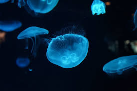 Hd Wallpaper Underwater 4k Deep Sea Jellyfish Wallpaper Flare
