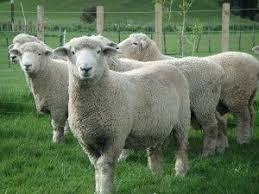 Black And White Sheep Breeds Nz New Zealand Romney Sheep Google Search Romney Sheep Sheep Breeds Sheep