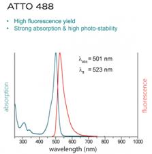 They can be well excited by the major laser lines of fluorescence instruments (e.g., 350, 405, 488, 555 and 633 nm). Protein Cytoskeleton Research Tools Goat Anti Mouse Igg Fab