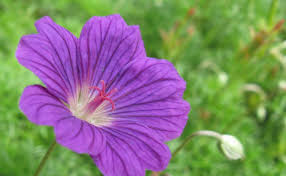 I Fiori Piu Adatti Per Il Compleanno Di Un Amica