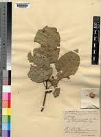 Image result for Ficus variifolia