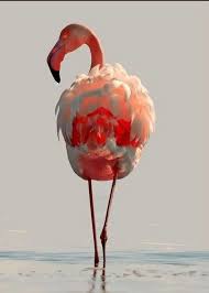 Flamengo Pet Birds Flamingo Pictures Beautiful Birds