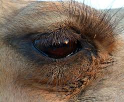 Camels store fat in the hump, not water. Treknature The Eye Of The Camel Photo