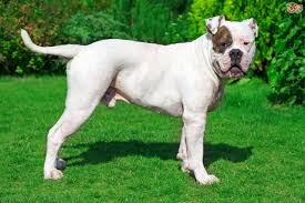 They are part of american culture and history, and may be used as a cultural icon for the united states. American Bulldog Dog Breed Facts Highlights Buying Advice Pets4homes