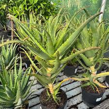 Image result for Aloe arborescens