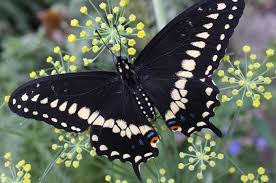 Black And White Butterfly Meaning Dsf4737 Jpg 4288 2848 With Images Butterfly Meaning Swallowtail Butterfly Black Butterfly