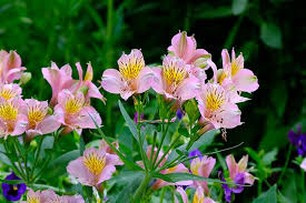 Flowers of the field is your unique, boutique & affordable las vegas florist ! Alstroemerias Buying Growing Guide Trees Com