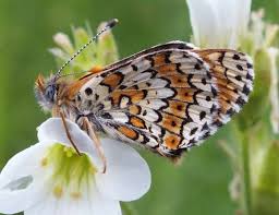 Image result for Melitaea cinxia