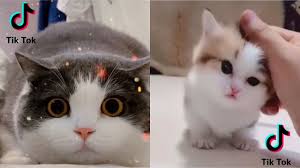 Kompilasi video kucing dan anjing lucu dan imut. Kumpulan Kucing Lucu Gemesin Gemoy Video Tik Tok Kucing Lucu Viral Terbaru 2020 Youtube