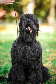 zila russian black terrier black russian terrier terrier giant schnauzer