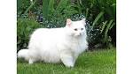 The Best White Cat Breeds to Keep as Pets