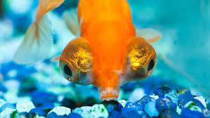 What Are Big Eyed Goldfish Goldfish Pet Goldfish Fish Pet
