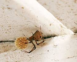 Bw and br and lookalike enough i cant be sure i gotta get rid of. Brown Widow Spider Prevention Latrodectus Geometricus Desertusa