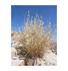 Image result for Rhynchosia albissima