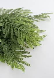 Image result for Thelypteridaceae