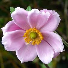 Japanese Thimbleweed Chinese Anemone Lorelei Anemone Hupehensis Anemone Beautiful Flowers Purple Flowers